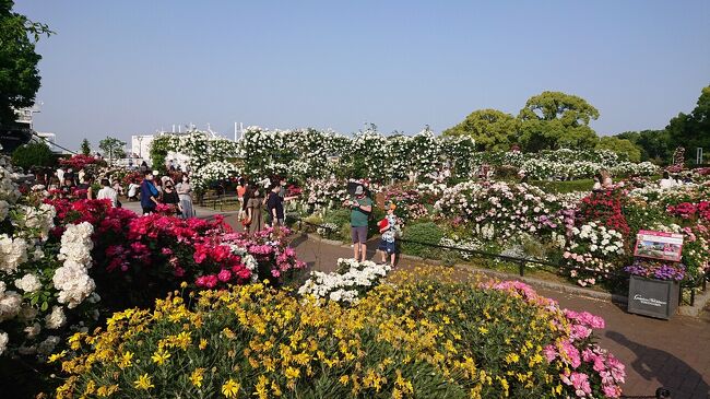 5月上旬の『横浜ローズウィーク』の時期に、山下公園と、主に「未来のバラ園」を巡りました。<br /><br />山下公園のばらを十分に堪能。<br />昼も素敵ですが、日の入り頃の公園のライトアップも見ごたえあり。<br />途中、元町でカフェ休憩。<br />また、山下公園までの行き帰りでの、マリンウォーク、赤レンガ倉庫、臨港パーク、女神橋、横浜港の景色も最高でした。<br /><br />この日のスケジュールは次のとおりです。<br />15:10 臨港パーク<br />15:30 マリンウォーク<br />15:45 山下プロムナード<br />15:50~16:20 山下公園<br />16:35~17:30 カフェ休憩<br />18:10 山下公園<br />18:30 山下プロムナード<br />18:40 赤レンガ倉庫・マリンウォーク<br />18:50 女神橋<br />19:00 臨港パーク<br />
