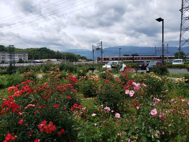 コロナ禍で、何も対策をしない知事が「県内は安全です。県内で遊んでください」と、根拠のないことをのたまわってたので、奈良県内でバラを見にいくことに。<br />毎年行ってた霊仙寺は、自分の運転で行けるので、せっかく弟につれてってもらうから、橿原運動公園のバラ園に行ってみることにしました♪<br /><br />今年は、咲くのが早かったみたいで、もう枯れたお花も多かったですが、残ってたお花は綺麗でした(#^.^#)