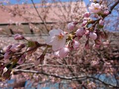 コロナに負けない花見・札幌市中心部の桜