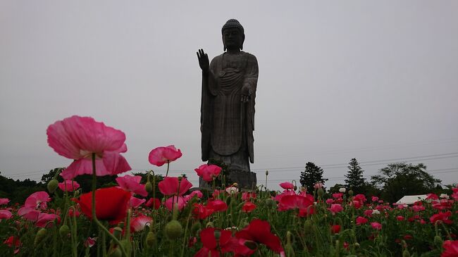 茨城県には、牛久大仏という名称で有名なブロンズ製大仏立像があります。<br />全高120メートルあり、立像の高さは世界で6番目だそうです。<br />浄土真宗東本願寺派本山東本願寺にあり、そこには、浄土庭園があり、花畑が広がっています。<br />約1万㎡のお花畑では春と秋にはお花摘みも楽しめます。<br />その春の花摘みが、5月連休明けに始まったというので、行ってみることにしました。<br /><br /> また、その近くにある阿見アウトレットでは、エヴァンゲリオンとのコラボイベントが開催されていますが、<br />5月いっぱいでそれも終わるというので、おとずれてみることにしました。<br />初来訪です。<br />