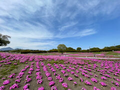 みさと芝桜公園とささやかな日常的あれこれ。