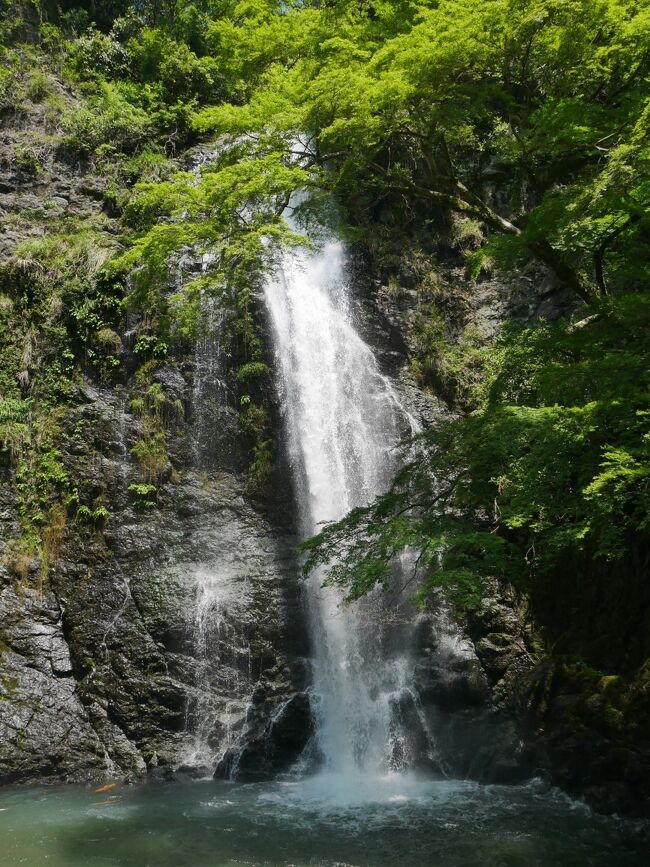 GWは東北旅行を予定していたけど緊急事態宣言が出されて感染者も増えている。<br />こんな状態の関西から旅行に行って嫌な顔をされてもいい顔されないだろうし…何より万一のことがあってもいけないので東北旅行をGW直前に泣く泣くキャンセル。<br />GW後に全国的に感染者増えていたから…きっとみんな旅行の自粛してなかったんだろうな…行けばよかった…と正直思ったけどね。<br />まぁそれは別の話。<br />とはいえ7連休にどこも行かないのはツライ。<br />元々GW1日お出かけしようか、と話していた高校の友達とも相談して近場の箕面に行ってみよう、ということに。<br />近いけど、近いからこそ高校の時に授業の一環で行って以来行ってなかった箕面の滝。<br />緊急事態宣言でみんな予定が飛んでいたのでGW中の天気がよさそうな日に行くことに。<br />詳細は旅行記をどうぞ。<br />