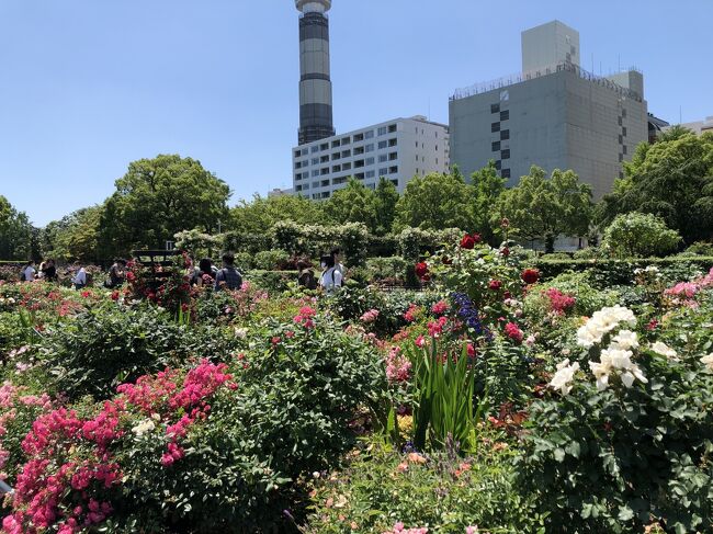 見頃も終わりに近いバラを見に、山下公園へ。<br />桜木町駅から、みなとみらい周辺を散策しながら、2時間ほどかけて山下公園を往復してきました。