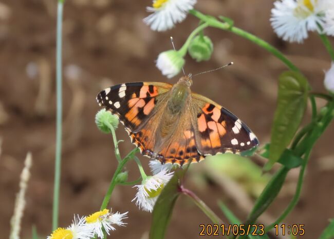 5月23日、午前10時半過ぎに川越市の森のさんぽ道へ行きました。　雨天続きのために9日振りの訪問です。　荒れ地はかなり伸びた雑草でおおわれていました。　この日に見られた蝶は以下の通りです。<br /><br />①ヒメアカタテハの夏型が見られました。　ハルジオンの花に留まっていました。<br />②アカボシゴマダラの春型の白化したのが1頭見られました。　その他1頭見ました。<br />③モンシロチョウがかなり見られました。　ハルジオンの花に留まっている7頭を同時に撮影できました。<br />④ツマグロヒョウモンが見られました。<br />⑤ベニシジミがハルジオンの花に留まっていました。<br />⑥ダイミョウセセリが二頭見られました。　奥の森のクヌギの葉に止まっていました。<br />⑦キチョウが数頭見られました。<br /><br /><br />*写真は今年初めて見られた夏型のヒメアカタテハ