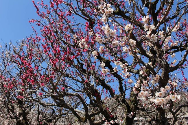 裏高尾に梅を見に行きました。高尾駅から小仏一帯に梅林がいくつかあるようです。地図を見ているうちに相模湖駅から小仏峠越えても行けそうだったので、相模湖駅から歩いてみました。