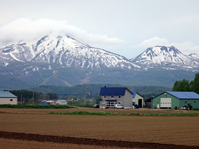 信州に滞在中に、日本列島の南の方から、梅雨入り宣言の前線が北上してきました。<br />幸い、大好きな安曇野では、快晴に恵まれていましたが、大町に移動した前後では、雨マークが並ぶようになってしまいました。<br />しかも、この先は、もうずっっっっっっと、雨マーク。<br /><br />元々は、わが町のワクチン接種の接種券がもし届くなら、それを手にしてから、北海道に行こうと考えて、信州滞在を長々と予定していたのですが、わが町は、85歳以上から、5歳刻みで、年下へと降りていく方式で、75歳以上の接種券の送付が、5月下旬、その予約は未定、その先は、全くの未定。<br /><br />と、どうせ私の接種券は、5月中には入手できないと分かったので、それなら、雨マークの信州に留まる意味がない。<br />雨の松本や上田の町なんて、車も多いので、走りたくもない。<br /><br />という気分になってきたので、大町に到着した日に、ガラッと予定を変えることにしました。<br />大町の次の宿は、4日前までキャンセル可能というポリシーだったので、ラストミニットの大町到着日に、夜まで数時間かけて、北海道のホテルの予約を、2週間ほど前倒しにして、フェリーの予約も変更しました。<br /><br />と、変更し終わった翌日に、北海道の緊急事態宣言が決まったのでした(笑)。<br /><br />まあ、今までの緊急事態宣言は、感染がピークアウトしたタイミングで出されているから、その私個人の分析がもし正しければ、緊急事態宣言が出ること、つまりは、安全に旅行できるわけです。(ちょっと解釈に無理がありますが)<br /><br />昨年からずっと、ヨーロッパのニュースを注視している私は、感染者数の欧米と日本の比較は、桁違いで、向こうの感染者を10で割っても、なお日本よりずっと多いようなわけですから、欧米みたいなロックダウンは必要ないし、形式だけの、緊急事態もマンボウも意味ないなと感じています。<br /><br />もちろん、実質的な感染予防策は、しっかり取ります。私はいつも、他府県に旅立つ前には、「自粛的隔離」を14日間ぐらいは、ちゃんとやってます。<br />そして、北海道では、もちろんのこと、好きではない札幌や旭川には行かないし、今回は、いいホテルが見つからないので、美瑛や富良野という人気エリアも、外しました。<br /><br />そんなわけで、バタバタと予定を変更して、小樽に入りました。<br />表紙の写真は、もう北アルプスではなく、ニセコの山々です。<br /><br />こんなに早い時期に北海道に来たのは、もしかしたら初めてかもしれず、おかげで、羊蹄山やニセコの冠雪している勇姿を目にできました。<br /><br />フェリーは、新潟発12時、小樽着4時半。<br />けど、4時半に港に着くとなると、その前に、起きて、朝食食べて、荷造りして・・・ということは、起床は3時。起きれるやろうか、というプレッシャーで、結果的には熟睡できず。<br />舞鶴発も深夜発で懲りましたけど、新潟発も、この4時半、という到着時間がしんどすぎます。<br /><br />小樽の宿は、直前に素泊まりで予約すると、ほんの6000円ほどだったので、ホテルをもう一泊予約することも可能だったのですが、この日は、ピッカピカの快晴だったんですよね。そしてその翌日からはまた、ずっっっっっっと雨。<br /><br />到着日だけが、晴れ、だなんて、ものすごい皮肉だなと思いながら、前泊のホテルは予約せずに、午後3時のチェックインまで、なんとか時間を潰すことを考えました。