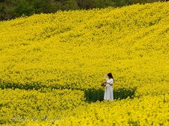 山形温泉旅行エピローグ、三ノ倉高原の菜の花畑　～7分咲きだが、見ごたえ十分～