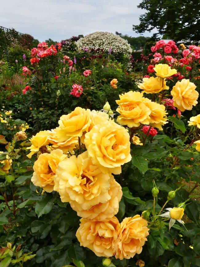 「あしかがフラワーパーク」のバラ_2021_たくさん咲いていますが、見頃終盤です（栃木県・足利市）
