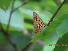 2021森のさんぽ道で見られた蝶(16)ウラナミアカシジミ、ミズイロオナガシジミ、サトキマダラヒカゲ等