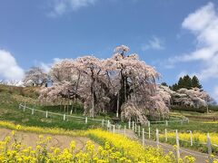 桜の開花前線をあわてて追っかけて北上！日本三大桜のひとつ三春の滝桜へ