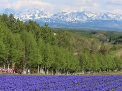 2021.5　故郷の桜「エゾヤマザクラ」と春の四季彩の丘　東川町・美瑛町