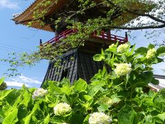 「能護寺」のアジサイ_2021_5月25日は未だ蕾、29日から境内閉鎖です（埼玉県・熊谷市）