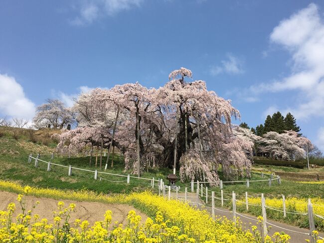 ようやく訪れた春、各地で櫻が満開です。ソメイヨシノが散り始めたから、週末は千葉県印西市の吉高の大桜を見に行こうかと印西市のHPでチェックしたところ、もうピークを過ぎて散り始めたと書かれていました。<br />ショック！！(￣□￣;)!!<br />では勝沼の桃の花を見に行こうかとHPをチェックしたら、こちらもすでに散り始めたと書かれており、ショック！！！(￣□￣;)!!<br />今年は１週間から10日ほど春が早く訪れたようです。ではもっと北上して桜の開花前線を追っかけないと考え、三春の滝桜を検索したら、ちょうど満開を迎えている！ちょっと遠出して花見をすることにしました。<br />それにしても三春の滝桜に再開できるのは25年振りくらいでしょうか。<br />