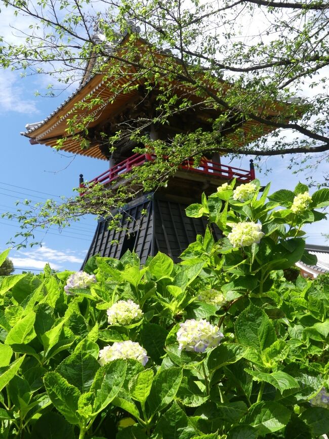 「能護寺」のアジサイ_2021_5月25日は未だ蕾、29日から境内閉鎖です（埼玉県・熊谷市）