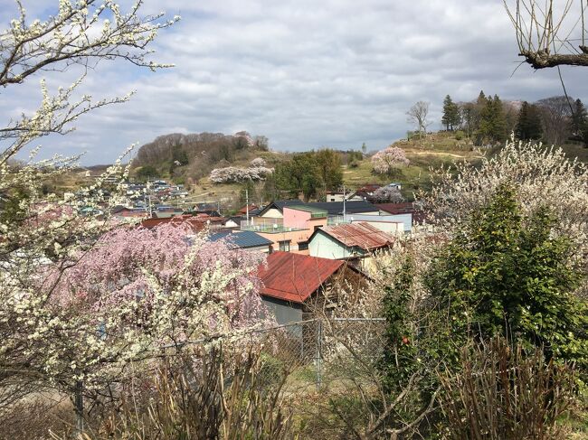 ようやく訪れた春、各地で櫻が満開です。ソメイヨシノが散り始めたから、週末は千葉県印西市の吉高の大桜を見に行こうかと印西市のHPでチェックしたところ、もうピークを過ぎて散り始めたと書かれていました。<br />ショック！！(￣□￣;)!!<br />では勝沼の桃の花を見に行こうかとHPをチェックしたら、こちらもすでに散り始めたと書かれており、ショック！！！(￣□￣;)!!<br />今年は１週間から10日ほど春が早く訪れたようです。ではもっと北上して桜の開花前線を追っかけないと考え、三春の滝桜を検索したら、ちょうど満開を迎えている！ちょっと遠出して花見をすることにしました。<br />三春の滝桜を鑑賞した後、お腹が空いてきたので、三春市街で観光を兼ねながら昼食を摂ることにしました。
