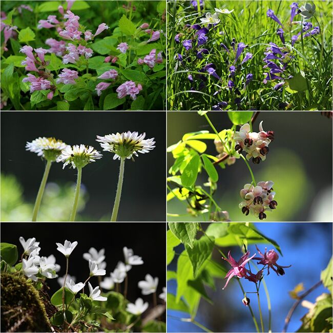 ☆福島の四季折々の花や自然風景を紹介している<br />“福島・四季・彩々”は回を重ねＰａｒｔ,９５になりました。<br />単独ネタにするには写真が少なかったり<br />あまり脈絡がないネタだったり、<br />それらを強引につなぎ合わせたのが“福島・四季・彩々”ですが、<br />今回も福島の春の山野草を中心にご紹介します。<br /><br />でも今回のイチオシは山野草では無くニホンカモシカの激写かな。<br />福島県は自然豊かなのでニホンカモシカを見ることは時々ありますが<br />そんな時に限って撮影の準備ができていないんです。<br />それでも何度か撮影したことはありますが<br />カモシカが小さ過ぎたり、ブレていたりと、お見せできるような写真じゃありません。<br />それが今回は幸運にも望遠レンズだったし、<br />カモシカもかなりの至近距離でも逃げなかったのでなんとか撮影できました(^^♪。<br /><br />