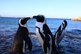 ’20サラリーマンでも行ける南アフリカ⑪【悶絶級のかわいいケープペンギンに会えるシーフォースビーチ編2/11夕方～夜】