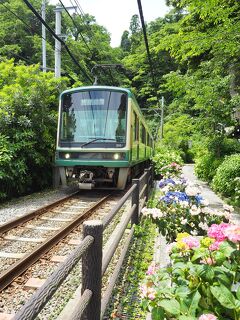 鎌倉のあじさい開花情報 2021.5.26　   【極楽寺・成就院・長谷寺・光則寺】   