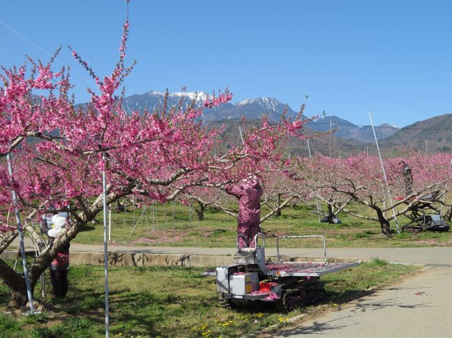 新倉山浅間公園で富士山と桜、新府桃源郷で南アルプスと桃の花を観賞。