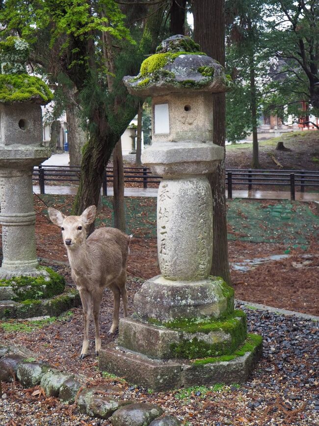 2019年のミャンマー＆タイとハワイの旅行記がまだ出来ていませんが、ダイジェスト版を作ってあるので先に今年の旅行に取り掛からせて頂きます。<br /><br />今年の3月にでもガブちゃんに会いに奈良に行こうかな～と考えていたら、なんとるなさんから「一緒に行かない？」とのお誘いが(≧▽≦)<br /><br />るなさんと一緒なら絶対に楽しいと思い、二つ返事で便乗させて頂く事に。<br />いやいや、終日笑いっぱなしの旅になりました（笑）<br /><br />るなさんは一足先に入洛。<br />私は土日の両方は休めないので、土曜日の仕事を終えてから夜行バスで入洛してるなさんと合流。<br />まずは京都で朝食を食べてからいざ奈良へ！<br />奈良では元気なガブちゃんに会えたのですが、みんな晴れ女のはずなのに土砂降りの雨...。<br />お天気の神様に嫉妬されたかな？<br />夜は初めましての五黄の寅さんも一緒に楽しい夕食。<br /><br />最終日にはakikoさんともお会いして、新しく出来たフォションホテルでアフタムーンティーも。<br />オフ会を兼ねた奈良＆京都旅行、満喫して来ました♪<br /><br />今年は桜の開花が早かったので、奈良も京都も満開の桜がお出迎え( *´艸｀)<br /><br />旅スケはすべてるなさんにお任せしてしまいました。<br />るなさんのリサーチ力＆行動力が半端なくて、あっという間にみんな決めて予約もしてくれるんですもの！<br />候補に挙がってくるお寺やお店はどこも私の好みだったのでポンポン決まり、1月にはほぼ旅スケが出来上がっていました(≧▽≦)<br /><br />いつもは私が旅スケを考えるのですが、こんなに楽したのは初めてかも？<br />るなさん、ありがとうございましたm(__)m<br /><br />今思うと、緊急事態宣言が解除されたこの合間に行っておいて良かったと思います。<br />この後、予定していた4月の母との神戸と、6月の叔母との京都はやむを得ずキャンセル(´；ω；`)ｳｩｩ<br />一日も早く落ち着いて欲しいものです。<br /><br />既にアップされているるなさんやakikoさんの旅行記をご覧になっている方もいらっしゃるとは思いますが、よろしかったら私の旅行記もご覧下さい♪<br />あ、写真はお二人と比べないで下さいね～(^▽^;)<br /><br />まずは1日目。<br />夜行バスで京都の入洛したら、るなさんとホテルで合流。<br />朝食を食べたら奈良へと向かいます。<br />午前中は何とか雨には降られなかったものの、午後からの降り方と言ったら...。<br />お昼にはガブちゃんと合流。<br />元気そうで良かった～♪<br />とりあえず、王道の観光名所だけ見てまわり、ホテルへ退散。<br />夜は五黄の寅さんお勧めのお店でプチオフ会♪<br />そして、お泊りはホテル日航奈良のスイートルームです( *´艸｀)<br /><br /><br />【旅行日程】<br />3/27　　23:23　新宿バスターミナル（バスタ新宿）発　ゴーゴーライナー<br />3/28　　05:30　京都駅八条口着<br /> <br />　　　　 るなさんと合流後、奈良へ。<br />　　　　 　※東福寺・奈良公園・東大寺・二月堂<br /><br />3/29 　　奈良＆京都観光<br />                ※佐保川の桜並木・海龍王寺・法華寺（奈良）<br />                   勝林寺・東寺ライトアップ<br /><br />3/30 　　京都観光<br />                ※平野神社・平岡八幡宮・金閣寺・カフェ巡り・清水寺ライトアップ<br /><br />3/31 　　京都観光<br />　　　　  20:13　　京都駅発　のぞみ252号<br />　　　　　  ↓<br />　　　　  22:24　　東京駅着<br />　　　　　 ※六角堂・インクライン・南禅寺・霊艦寺他・フォションホテルのアフタヌーンティー・高台寺・二条城ライトアップ<br /><br />【交通費】<br />・新宿→京都　夜行バス　ゴーゴーライナー　　　　3500円<br />・京都→東京　東海道新幹線　のぞみ252号　　  　14370円　<br /><br />【宿泊費】<br />3/28～29　ホテル日航奈良　　スイートルーム（朝食付き）<br /> 　　　　　 1泊1部屋　　  22000円（1人11000円）<br />3/29～31　ロイヤルツインホテル京都八条口　ツインルーム(朝食なし）<br />　　　　　  2泊2泊1部屋   41800円（1人20900円）<br />　　　        宿泊税　1泊1人200円　　　　　　<br />　　　　　　　<br />