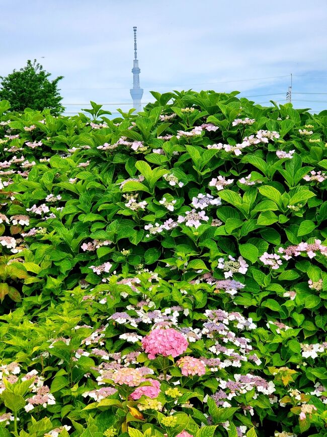 ご近所の道端の紫陽花達が咲き始め、<br />なんとなくウキウキ良い気分。<br /><br />梅雨の鬱陶しさを吹き飛ばすべく、早起きして<br />近隣の亀戸中央公園と緑と花の学習園に、<br />紫陽花達に会いに行きました。<br /><br />満開ではないものの、人影なく、独り占めできました♪<br />帰り道、人気のかめぱん(亀屋)さんで美味しいパンを<br />お土産に買いました。<br /><br />下町の紫陽花とパンしか出てきませんが、<br />よろしければご覧ください( 〃▽〃)<br />