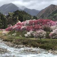 花桃の里