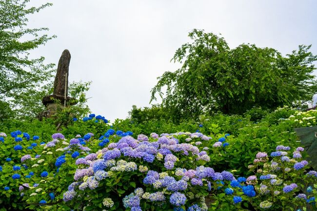 　宇佐市四日市の市街地を望む響山公園で、アジサイが開花しました。