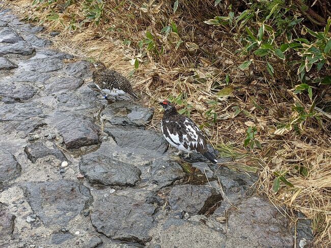 この旅行記はみくりが池温泉と雷鳥ウォッチングの部分になります。<br /><br />旅行のタイミングについて　<br />　人混みが苦手なので例年なら混雑必至の雪の大谷にコロナ禍で人が少なくなっているこのタイミングに出かけました。もちろん、感染対策は万全で出かけました。<br />　本当は雪が多くて迫力がある4月に行きたかったのですが、室堂で宿泊予定のホテル立山の雷鳥ウォッチングに参加したかったので当初は5月17日からの旅行を予定していました（雷鳥ウォッチングは5月15日からのため）。しかし今年は早めの梅雨で天気が悪く直前まで手配を保留にしていました。<br />　そんな折、「雪の大谷」で屋根なし2階建てバス「スカイバス」を5月21日から30日まで期間限定で走らせると聞き、どうせならその期間に行こうと思い、天候が割と良さそうで仕事の都合が付く25日出発に決めました。<br /><br />手配について<br />　往復の新幹線と富山市内の宿はふるさと納税のWebクーポンが使える「JTBのダイナミックパッケージ」を利用しました。宿が空いていれば前日の予約も可能で新幹線代も安くなり、急な予約にも便利でした。コロナ禍のため、普段は予約が取りずらいホテル立山も2日前に予約がとれました。念のためアルペンルートもWEBきっぷで時間指定の予約していきました。<br /><br />旅程<br />5/25<br />08:17-10:24　大宮-黒部宇奈月温泉　はくたか553号<br />10:39-11:09　新黒部-宇奈月温泉　富山地方鉄道<br />11:27-12:45　宇奈月温泉-欅平　黒部峡谷鉄道<br />　欅平観光<br />14:37-15:54　欅平-宇奈月温泉　黒部峡谷鉄道<br />16:10-16:56　宇奈月温泉-新魚津　富山地方鉄道<br />17:09-19:32　魚津-富山　あいの風とやま鉄道<br />　ドーミーイン富山<br /><br />5/26<br />09:03-10:10　電鉄富山-立山　富山地方鉄道<br />10:40-10:47　立山-美女平　立山ケーブルカー<br />11:00-11:50　美女平-室堂　立山高原バス<br />　スカイバス   14:00-<br />　みくりが池温泉 　14:45-<br />　雪の大壁ツアー　17:00-<br />　星空観測（皆既月食）中止のため解説会<br />　ホテル立山<br /><br />5/27<br />　雷鳥ウォッチング　09:00-<br />11:40-12:30　室堂‐美女平　立山高原バス<br />12:40-12:47　美女平‐立山　立山ケーブルカー<br />13:38-14:05　立山‐岩峅寺　富山地方鉄道<br />14:28-14:54　岩峅寺‐不二越　富山地方鉄道<br />　満点の湯<br />16;15-16:23　不二越‐電鉄富山　富山地方鉄道<br />17:07-18:54　富山‐大宮　かがやき512号