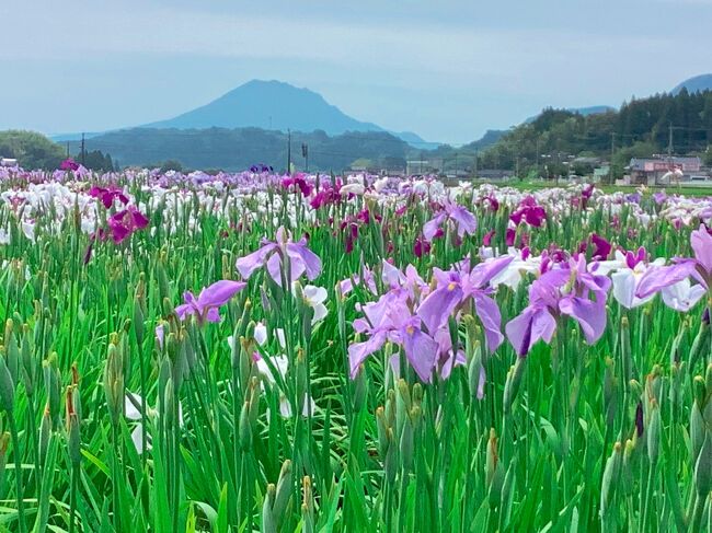 天気が良かったので花菖蒲が見頃かと思い姶良市の寺師菖蒲園に出かけてみました。宮崎県のひなた宮崎県総合運動公園の中にある日向景修園の花菖蒲を見に行くか迷いました。こちらはHPで2～3日前にメール問い合わせをしたら見頃を迎えているとの返事をいただきました。我が家から2時間弱で行ける距離でもありましたが近場にしました。<br />寺師菖蒲園は第一と第二菖蒲園に分かれているのですが今年は管理が大変なのか第一菖蒲園はほとんど花菖蒲はありません。