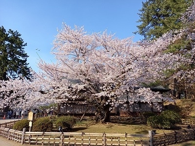 初めて弘前の桜を観ました.<br />盛岡、角館の桜も素晴らしかった！！<br /><br />写真を並べただけの備忘録です.<br /><br /><br /><br />表紙は弘前城にて<br /><br />2021-05-29