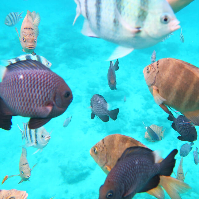 夏まで待てない！！やんばるの海と山を思いっきりプラプラする旅［ムーンビーチ編］-4-