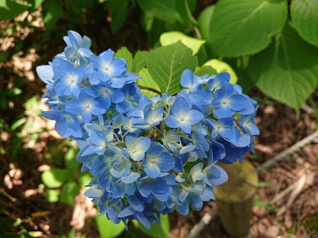 奈良県の馬見丘陵公園で紫陽花、菖蒲、その他の花たちを楽しみ、ボリューム満点の中華ランチと、ワイナリーで試飲を楽しむ、日帰り旅です。<br />残念ながら運転手の私はぶどうジュースの試飲のみで我慢しました。他のメンバーは思い存分試飲してました。<br />馬見丘陵公園は、広くて年間を通して、さまざまな花を鑑賞できるすばらしい公園です。