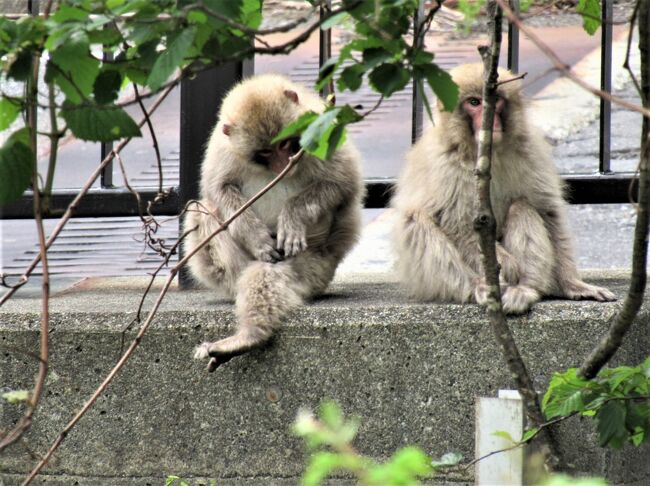 予定が無くて天気の良い土曜日でした。<br />会津へ山藤を見ようと出かけました。<br />尾頭トンネルを過ぎて、福島県へ入ると山藤が咲いてはいましたが色が薄いようです。<br /><br />田島町から甲子トンネルを抜けて帰る途中で、景色の良い場所で昼食を済ませました。<br />そこで野生の猿の親子を見る事が出来ました。