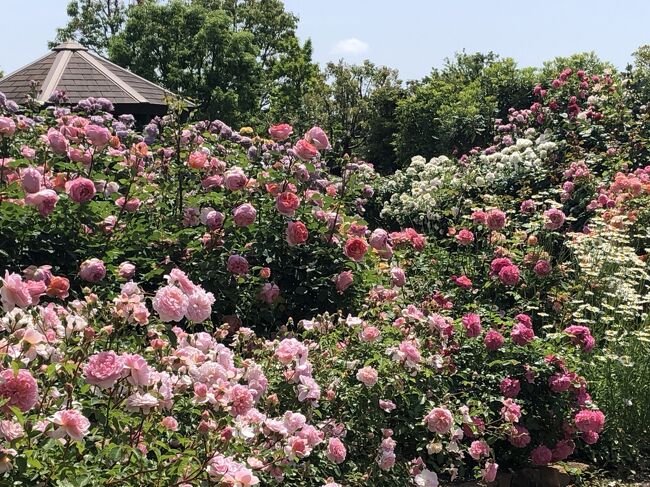 今年も花菜ガーデンの薔薇を見てきました。