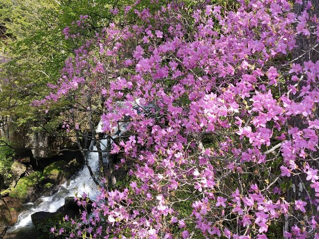 トウゴクミツバツツジの咲く高山登山