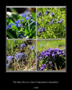 ◆福島・四季・彩々/ Part９６～春の野の花巡り④