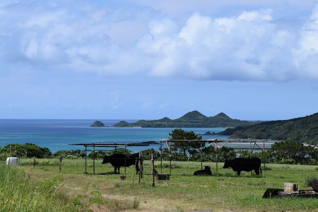 沖縄・石垣島へのひとり旅。<br /><br />今年3月に家族で訪れましたが、八重山の食と風土にすっかり魅了されたtoraji。<br />「5月の石垣は本マグロの季節。美味しい美味しい本マグロが食べられるよ!」と聞きました。toraji、大のマグロ好き。特に本マグロには目がありません。<br /><br />今回の旅は前回石垣島を訪れた際に行けなかったところを中心に訪れ、そしてマグロ中心の石垣の食を楽しみました。また天候にも恵まれ、石垣の美ら海に癒された旅になりました。