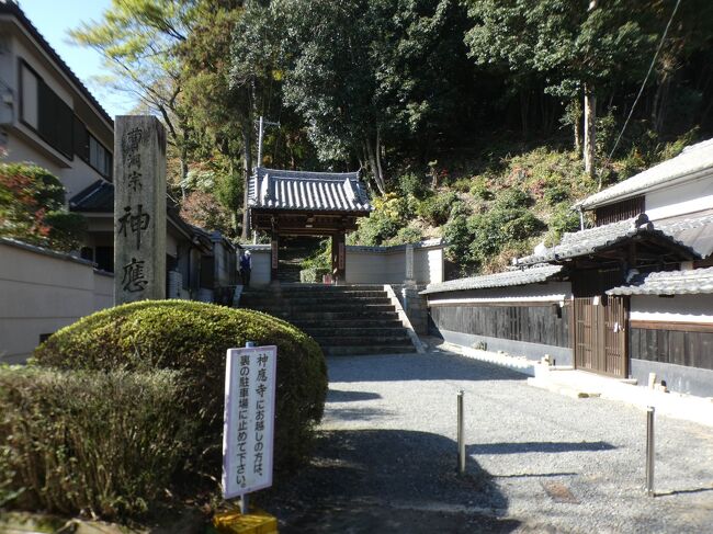 2020年11月19日(木)14時半前、男山散策路こもれびルートを降りて来て、神應(神応)寺に到着する。男山の北側山腹に位置する禅宗の一つの曹洞宗の寺院で山号は糸杉山(ししんざん)。<br /><br />平安時代前期の860年、石清水八幡宮を勧請した行教が應神(応神)寺として創建。応神天皇の位牌所として建てられたと云われる。創建当初は、仏教の4つの宗派の教義を併せて広く学ぶ四宗兼学の道場で、石清水八幡宮を管理する別当寺(神宮寺もしくは神護寺、宮寺)だった。<br /><br />鎌倉時代以降に天皇の号をはばかって神應寺と改称され、さらに室町時代に足利将軍家によって禅宗に改められた。安土桃山から江戸時代にかけて、曹洞宗の弓箴善疆(きゅうしんぜんきょう)が住持となり現在の愛知県小牧市の正眼寺の末寺として再興した。善疆は豊臣秀吉と同郷といわれ、征韓の役では肥前名護屋陣所まで随従した人物。また、1607年には秀吉の正室・北政所の菩提寺・高台寺を創建した。<br /><br />秀吉に関しては他のエピソードも残る。征韓の役の際、秀吉は石清水八幡宮に参詣し、軍の先鋒に神官を望んだが断られる。秀吉は機嫌を損ねたが、神應寺の住僧の機転で、征韓に出陣するにはまず応神天皇の御寺に参詣すべきだと進言すると機嫌を直し、神應寺に止宿して参拝、その後寺領200石を寄進した。<br /><br />秀吉の死後、豊臣秀頼は衣冠束帯姿の秀吉木像を寄進して寺を擁護した。江戸時代には、5代将軍・徳川綱吉が帰依、以後、徳川家が代々帰依し、江戸、大坂、堺などでの托鉢勧化の免許を得て寺は隆盛した。<br /><br />ケーブルのトンネルの上を越えた斜面に墓地があり、その先には神應寺本堂の屋根が見え、さらに京阪本線の木津川鉄橋から京滋バイパス、京都競馬場から伏見方面が望まれる(下の写真1)。<br /><br />墓地には江戸時代の豪商淀屋の5代目辰五郎、淀城主の永井家、飛行神社を創建した二宮忠八とその一族、江戸城大奥総取締の右衛門佐局(えもんのすけのつぼね)などの墓がある。淀屋は中ノ島を開拓、淀屋橋をかけ、米市を開くなど大阪の発展に貢献し、特に5代目辰五郎の時には幕府や西国33ヵ国に総額15億両も貸しつけ、その威力は百万石の大大名も凌ぐと云われていた。<br /><br />坂を降りて行くと鐘楼があるが、その手前の谷の下から上がってきた道との合流点がある。この分岐の先が奥の院(杉山谷不動堂)と案内があるので、先にそちらにお参りする。谷を下って、ケーブルの鉄橋の下を過ぎると様々なお堂が並ぶ奥の院が見えてくる。この場所は、鎌倉時代から江戸時代まで続いた石清水八幡宮が将軍家のために行った安居神事で祭主が禊を行う場所だった。<br /><br />坂道を5分足らず降りて行くと不動明王像のところで、奥の院参道に合流する(下の写真2)。その奥に卍地蔵尊(下の写真3)と豊川陀枳尼眞天が並ぶ。豊川陀枳尼眞天はインド伝来の神、陀枳尼天(だきにてん)を祀るが、真言密教では陀枳尼天は稲荷神と同一であるとしているので、神應寺稲荷と幟にある。<br /><br />正面奥のお堂が杉山谷不動堂。谷不動とも云われ、厄除け不動として信仰されている。本堂には、行教作と伝えられる悪魔降伏のために憤怒の形相をした神應寺旧本尊の南無大聖不動明王が座し、両脇には善悪を掌る矜羯羅(こんがら)、制多迦(せいたか) の2童子が控えている。いずれも八幡市指定文化財。また、徳川綱吉が奉納したお堂を飾る調度である帽額(もこう)と戸帳(とちょう)がある。本尊は秘仏で、60年に一度開帳される。近年では2010年春に開帳された。<br /><br />深く切れ込んだ谷の一隅に建てられた堂は、1935年(昭和10年)8月の大雨による山津波で本堂と観音堂が倒壊・流出した。以来、不動明王は仮堂に安置されていたままであったが、1972年7月に今の堂舎が再建された。<br /><br />その再建された左の観音堂には、平安時代に空海作とも伝えられる十一面観世音菩薩をはじめ、弁財天、弘法大師、波切不動明王、水子地蔵菩薩が祀られている。杉山谷不動堂を挟んだ反対側の山際には石仏も祀られている(下の写真4)。<br /><br />降りて行かなかったが不動明王像から奥の院参道を降りて行くと不動明王像の先は厄除延命地蔵尊。その先に手水舎が見えるが、その石段横手の鳥居を下るとひきめの瀧(霊泉瀧)のお滝場。安居神事の禊の際にはここに湯屋が設けられ、寺社への案内ガイドである御師や祭壇での司会者である壇所太夫が同道して塩湯掛を行った。現在は小さな小屋があり、滝行の場所になっている(下の写真5)。この小さな鳥居の先には二の丸引面の額が掛かる二の鳥居もある。<br /><br />来た道を上り、境内に戻る。鐘楼は本瓦葺、切妻造。元禄5年(1692年)の棟札がある。本堂は銅瓦葺、寄棟造で1795年の再建。堂内にはご本尊の薬師如来、聖観世音菩薩像、厩戸王(聖徳太子)像、束帯姿の豊臣秀吉坐像があり、さらに特異な風貌を現した行教律師座像も安置されている。<br /><br />豊臣秀吉坐像は像高約40㎝のヒノキの寄木造で江戸時代の作。行教律師座像は像高約80㎝の一木造で、平安時代前期の作で、もともと石清水八幡宮の開山堂に安置されていたが、廃仏毀釈の際にこのお寺に移された。<br /><br />160段とも180段とも云われる長い石段を降りると本瓦葺、切妻造で薬医門の山門。建立年は不明。山門の南側には石清水八幡宮の五輪塔を挟んで大聖不動明王の扁額が掛かる奥の院の一の鳥居がある。<br />https://www.facebook.com/media/set/?set=a.5778083835594926&amp;type=1&amp;l=223fe1adec<br /><br /><br />ついでに背割堤の紅葉を見に行くが、続く