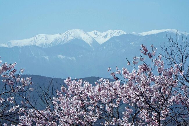 ソメイヨシノよりもピンク色が濃い「タカトオコヒガンザクラ」。その桜が咲き誇る高遠城址公園に初めて訪れました。例年の見頃は4月上旬～中旬とのことですが、今年はどこも桜の開花が2週間程早かったため、子どもが春休み中の平日に訪れることができました。<br />訪れた日は8分咲～満開くらいで、青空に映える桜はとても綺麗でした。想像していたよりもピンク色が薄く感じましたが、大満足の鑑賞となりました。どうやら桜の色は年ごとに異なるとのことです。<br />ちなみに、高遠城址公園の桜は「さくら名所百選」にも選ばれているそうです。<br /><br />今回は、子どもと二人、電車とバスで出かけてきました。<br />新型コロナウイルスの影響で大型バスツアーが無いためか団体客がおらず、平日だったこともあり、混雑もなくて、ゆっくりを桜を楽しむことができました。<br />