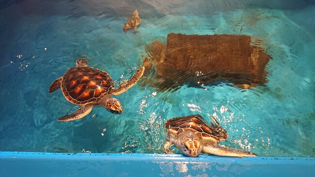 4泊5日の石垣旅行。3日目は黒島!<br />黒島も初上陸です!<br />黒島もいろいろツアーがあったんですが、ほとんどが2名以上から・・・<br />安栄観光の「黒島 サイクリングコース」にしました。<br />https://aneikankou.co.jp/tour/detail/24<br /><br />前日の波照間で、予想以上に暑さにやられたので、ちょっと不安もありますが・・・<br />帰りの便はオープンチケットなので、体調に応じて時間を決めればいいし、のんびり周ることにしました。