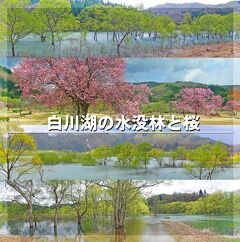 春の山形・新潟の旅２-山形の春を楽しむ（白川湖の幻想的な水没林と桜、添川水芭蕉群生地）-