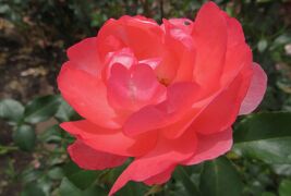 2021春、鶴舞公園のバラ(3/10)：ルイの涙、プリンセス・ドゥ・モナコ