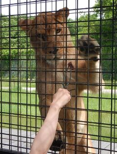 新緑の那須高原。御宿なか田の露天風呂付客室でマッタリ宿泊。那須サファリパークで童心に戻りました笑