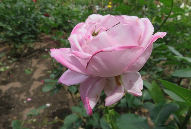 2021春、鶴舞公園のバラ(4/10)：ローズ・ゴジャール、インカ、エクセルサ、ローズ名古屋
