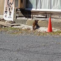 猫と寺社探し【栃木（鑁阿寺と足利学校・Bannaji & Ashikaga gakko）編&#917763;】