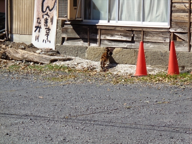 お天気に恵まれたこの日は,栃木県足利市にある鑁阿寺(ばんなじ)と足利学校へ.鑁阿寺は鎌倉時代に建てられたと言われる本堂が国宝に,その他鐘楼や経堂が重要文化財に指定されている真言宗の由緒のあるお寺です.本尊は大日如来で,元々は足利氏の邸宅であった場所で,非常に歴史を感じさせるお寺です.<br /> 鑁阿寺のすぐ隣にある足利学校は,奈良又は平安時代に建てられた日本最古の学校で,孔子を祀ることから孔子像がありました.また,足利学校は国指定の史跡で,多くの学者を育てたことでも知られています.<br /> 目的はこの二つの施設の見学でしたが,期せずして猫を見ることも出来,とても良かったです.