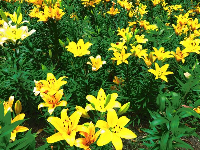 静岡遠州花めぐり第二弾です。<br /><br />袋井市にある「可睡ゆりの園」は、東海地方随一といわれるユリの名所です。見頃を迎える５月下旬～７月上旬のみ開園し、色とりどりの約150余品種・200万本のユリが順次花開き、約３万坪の敷地に咲き乱れます。今年の開催は５月２９日から７月４日まで。<br />今まで一度も行った事が無いことを後悔するぐらいユリの乱舞が見事でした。