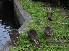 カルガモ３家族の生活観察2021～江川せせらぎ遊歩道～（川崎）