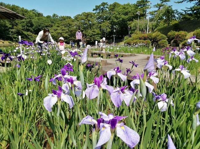 岡崎東公園の菖蒲まつり＆小呂池,小呂湿地散策