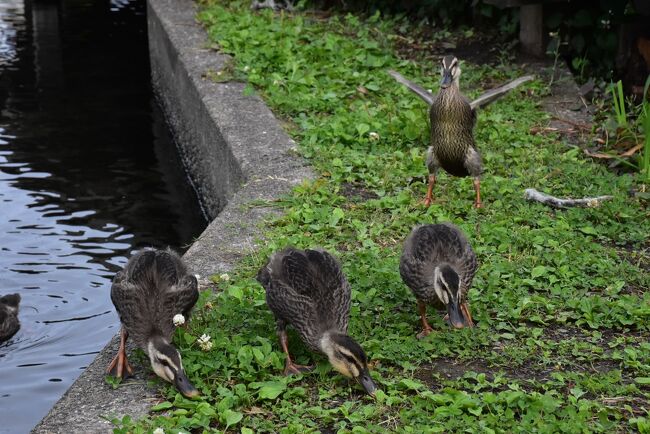 江川せせらぎ遊歩道のカルガモは３家族目が誕生しました。<br />4/末に誕生した家族を「エイ（April）ちゃん」、5/中に誕生した家族を「メイ（May）ちゃん」、6月に見かけた家族を「ジュン（June）ちゃん」と呼ぶことにします。<br /><br />カルガモの生活は餌探し、お昼寝、餌探し、お昼寝を繰り返し、集団行動しています。<br />可愛らしい赤ちゃんが大人になっていく姿を定期的に観察した記録です。<br /><br />場所は「江川せせらぎ遊歩道」の起点となる井田橋跡から明津橋跡（あくつばしあと）、小関橋跡、中之橋跡にかけての「あぜの道」・「清流の道」・「せせらぎ広場」のゾーン。<br /><br />最寄り駅は東横線元住吉駅です。<br />